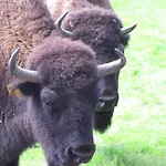 Obora